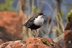 White-throated dipper, Rottnan, Värmland