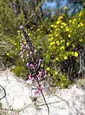 Wildflowers at site: Stylidium sp. or Trigger Plant (foreground) and Hibbertia sp. (background)
