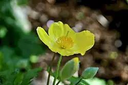A flower and its reproductive parts