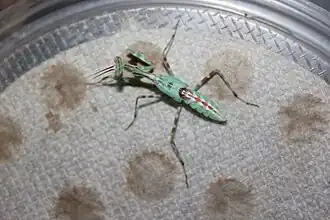 Male, sub-adult, with swollen wing-buds
