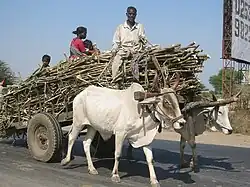 A load of sugarcane and a family in a two-bullock cart