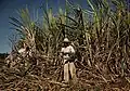 Sugar cane worker in the vicinity of Guánica, Puerto Rico (1942)