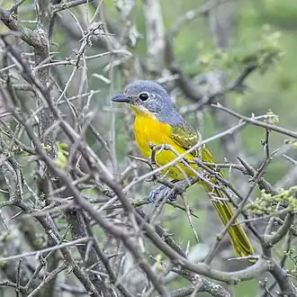 Juvenile T. s. similis at Kruger National Park
