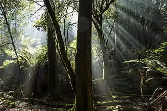 Temperate rainforest
