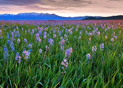 Sunrise at Camas Prairie Centennial Park