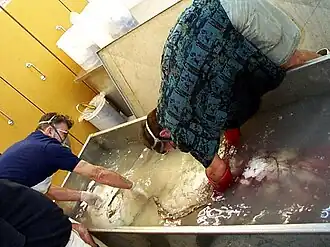 (?/?/1999), Roper and Steve O'Shea positioning the specimen in a stainless steel tank filled with 10% formalin solution