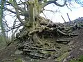 Sycamore root system at Auchenskeith.