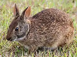 Photo of a rabbit resting in the grass