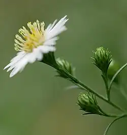 side view several flower heads with one blooming