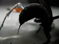 Tarantula hawk stinger