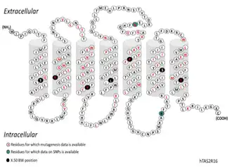 A convenient representation of the receptor sequence and its TM regions, shown here for hTAS2R16. The seven TM helices are displayed as predicted by Topcons. The most conserved residue in each helix X (BW number X.50) has black background. Residues for which mutation data are available are marked with red.