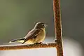 Taiga flycatcher