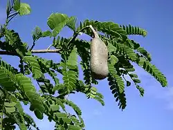 Leaves and fruit pod