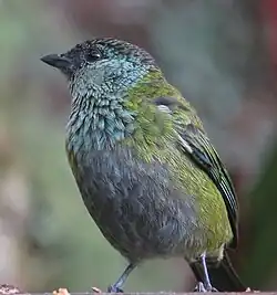 Immature female, Colombia
