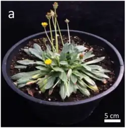 small flowing plant in a black pot on a black background, the blooms are yellow