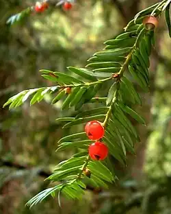 foliage and cones