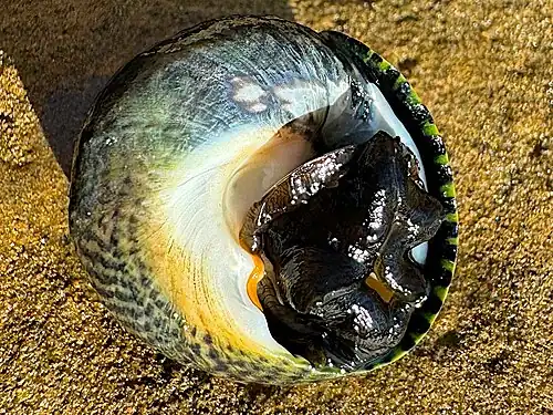 underside, Point Loma, San Diego
