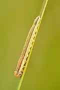 Larva