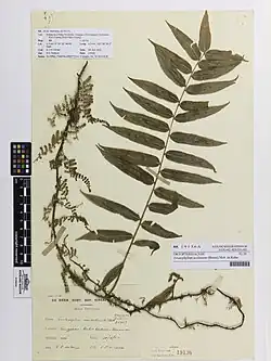 Teratophyllum aculeatum