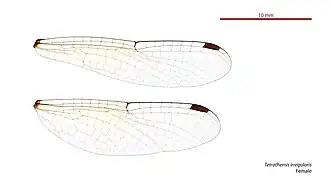 Photo of female wings