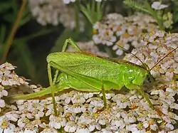 Female Tettigonia cantans