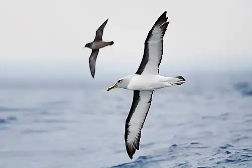 Image 28 Buller's albatross Photograph: JJ Harrison A Buller's albatross (Thalassarche bulleri) in flight, with a short-tailed shearwater behind it, as photographed east of the Tasman Peninsula, Tasmania, Australia. This small mollymawk species, named for the ornithologist Walter Buller, breeds on islands around New Zealand. It is classified as near threatened, though the population is increasing. More selected pictures