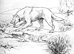 Line art of a dire wolf