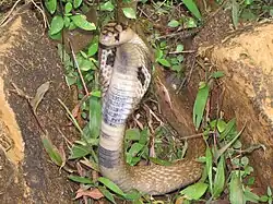 Image 5The Binocellate Cobra(naja naja) (from List of snakes of South Asia)
