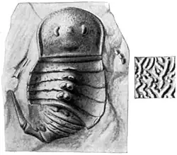 A photograph showing the top view of a fossil of Tylopterella, a closely related onychopterellid genus