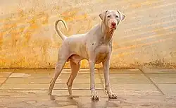 The_Rajapalayam_Breed