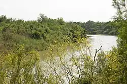 The Rio Grande with flowering palo verde seen from the Refuge (Mexico left, USA right)