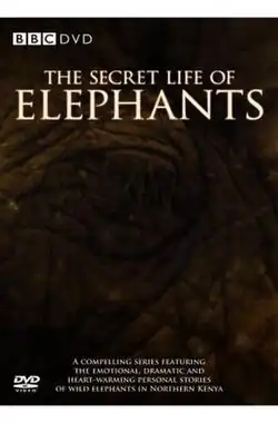 The Secret Life of Elephants DVD cover