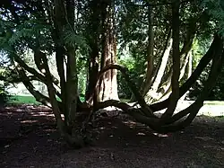 The St Roche's Arboretum at West Dean, West Sussex, UK