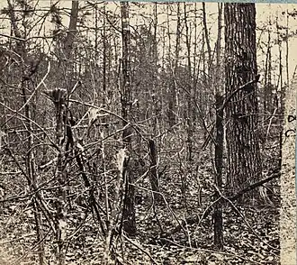 woods with skinny trees