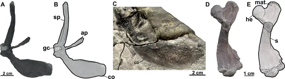 Right pectoral girdle (A-B), right coracoid(C) view, right humerus (D–E) view.
