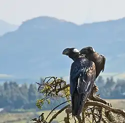 Thick-billed raven courtship, Simien Mountains, Ethiopia