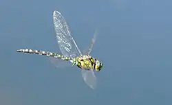 Green dragonfly in flight.