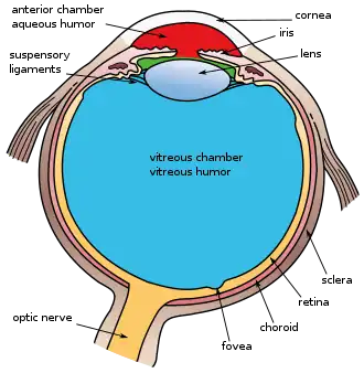 This image shows another labeled view of the structures of the eye