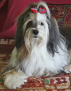 Tibetan Terrier