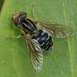 Anasimyia interpuncta