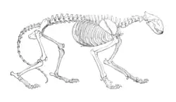 Drawing of tiger skeleton