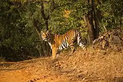 A Bengal tiger in Satpura