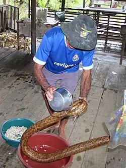 Filling a sebucan or tipiti filter