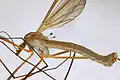 Tipula paludosa male