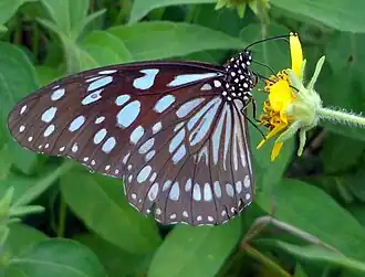female feeding on sunflower nectar