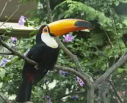 Toco toucan (Ramphastos toco)
