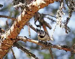 Crested tit, Arvika, Värmlands Län