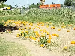 Tolmachoff Farm pumpkin patch