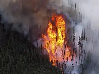 Picture of trees being torched by a wildfire. Taken in the Tetlin National Wildlife Reserve in Alaska.