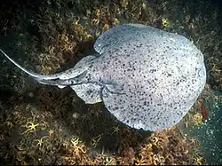 A gray disc-shaped fish with many tiny dark spots, swimming over a bed of sea stars